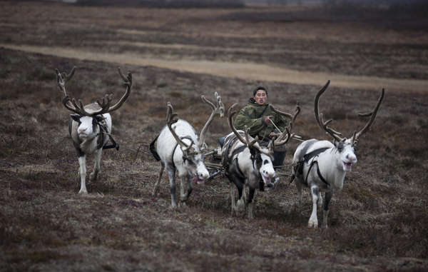 In pictures: The reindeer people under threat this Christmas - Survival International